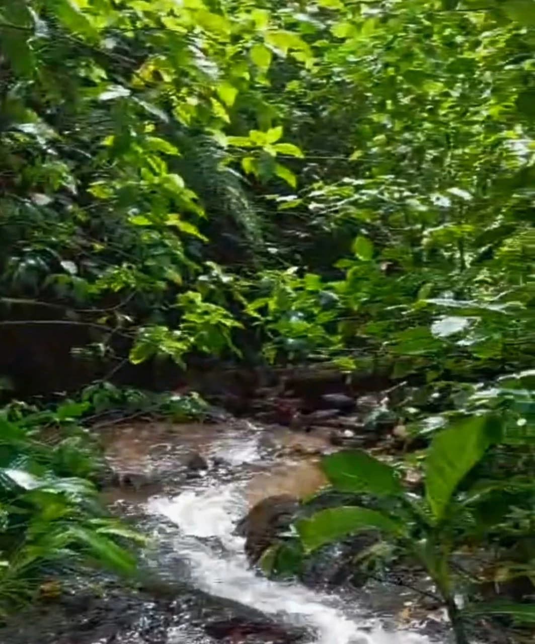 ENCHANTING 43-HECTARE FINCA WITH MODERN WOODEN CABIN AND INFINITY POOL - photo 13