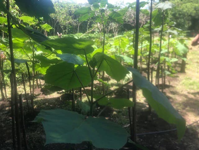Coffee Farm in Monteverde is a full working Business - photo 27