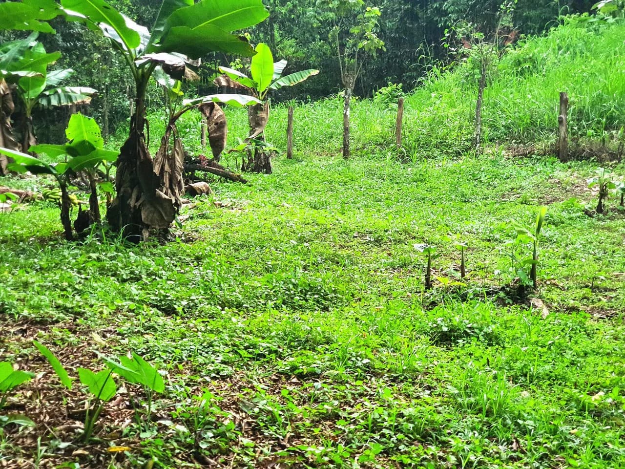 Land in Bijagual with a river crossing the property! - photo 2