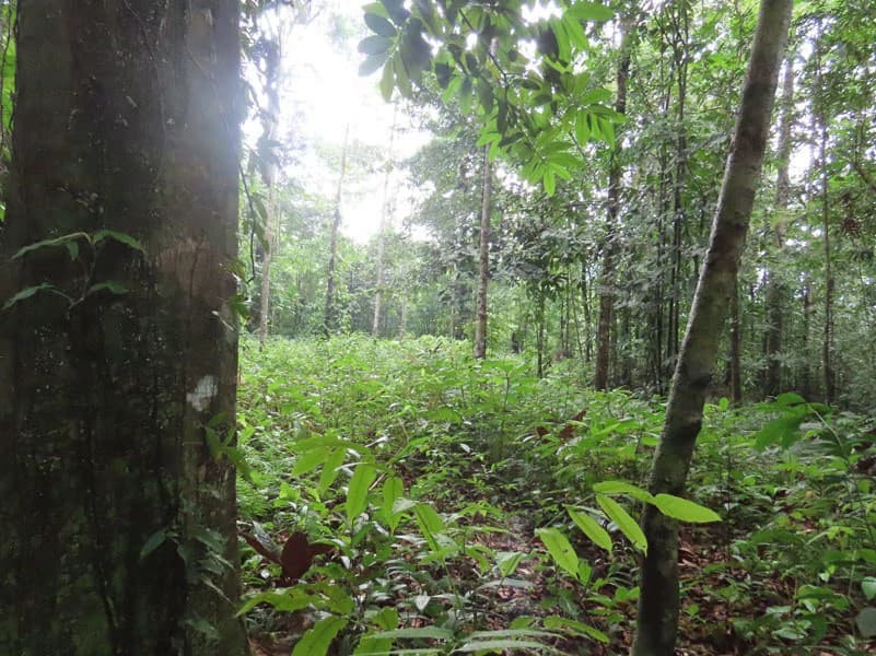 34-Acres of Forest For Sale in Riyito de Puerto Jimenez - photo 10