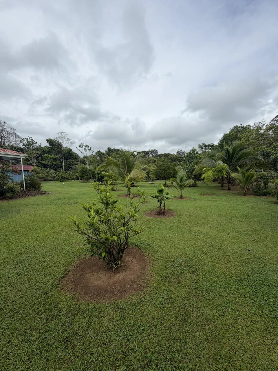 Country house with fruit trees for sales Upala Costa Rica - photo 20