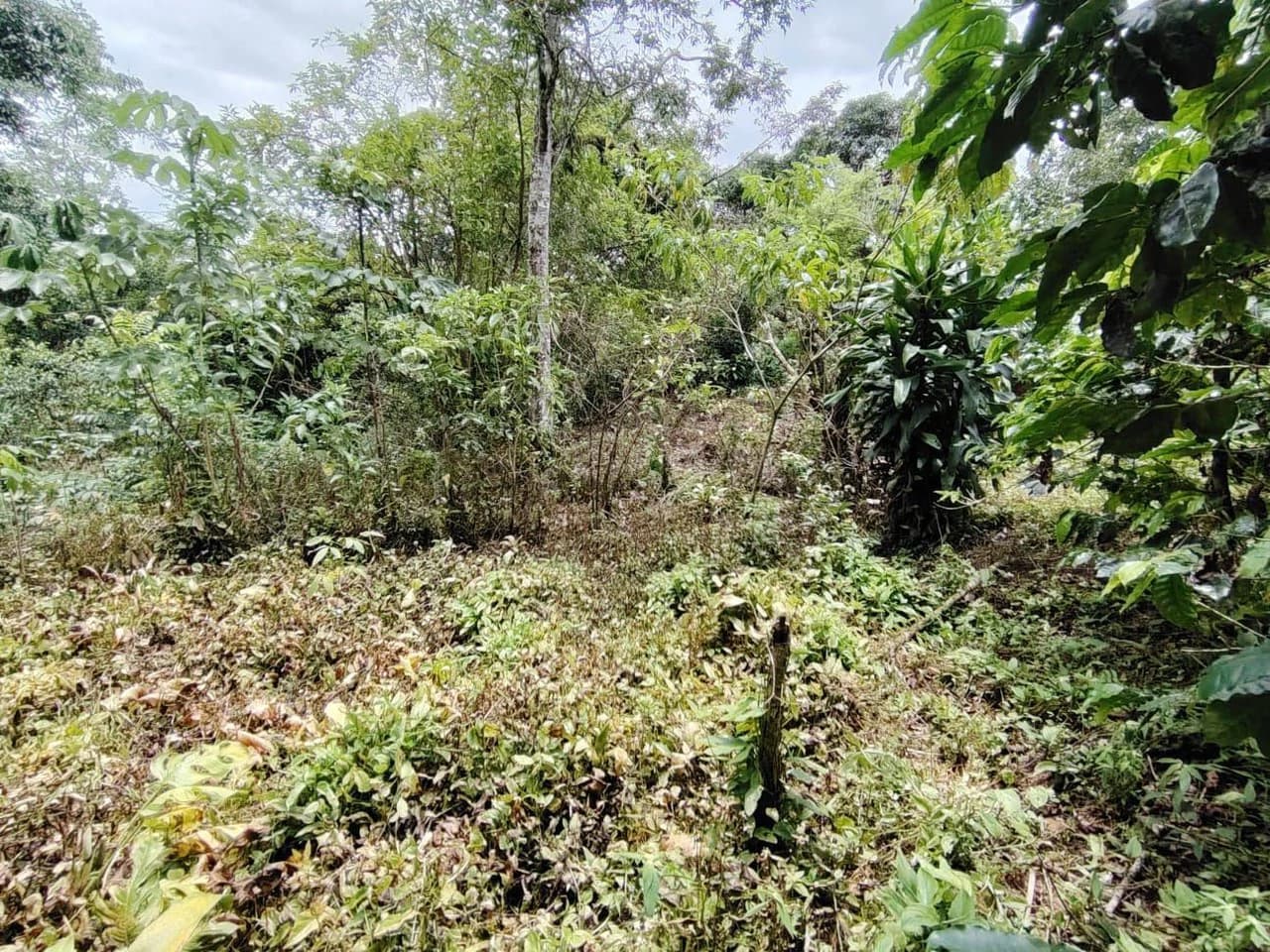 Home Construction Site For Sale in General Viejo - photo 12