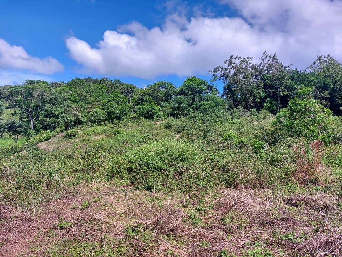 FINCA LA TEJONA - photo 6