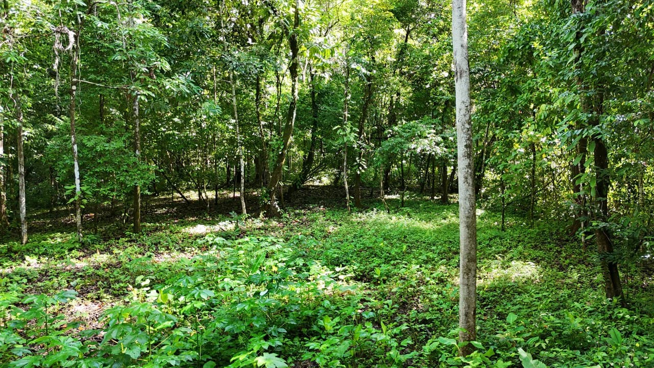 Spectacular Ocean view on 7.7 acres: Mountain Home Construction Site For Sale in Bahía Ballena - photo 15