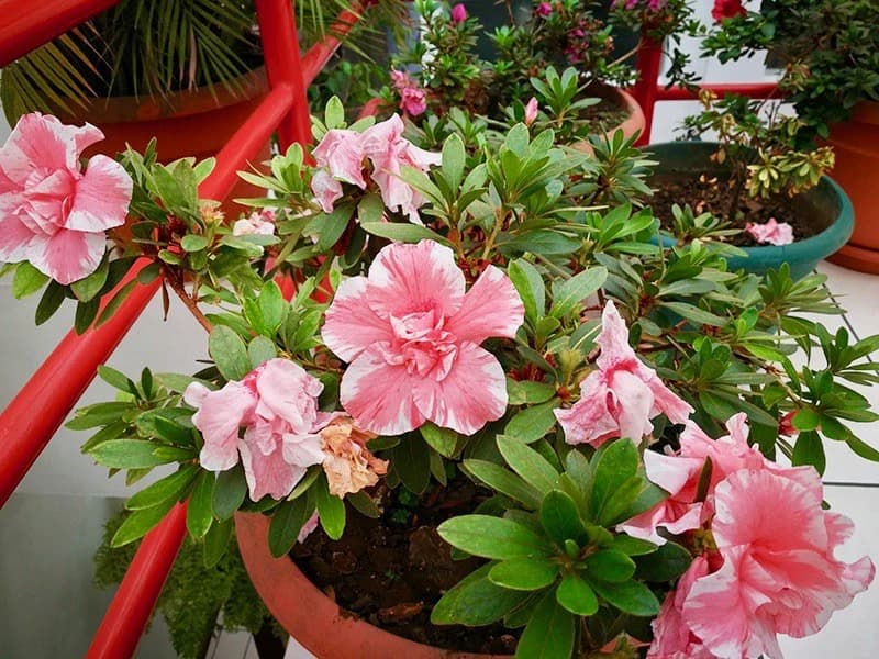 Hotel/Resort/Hostel For Sale in Heredia - photo 4