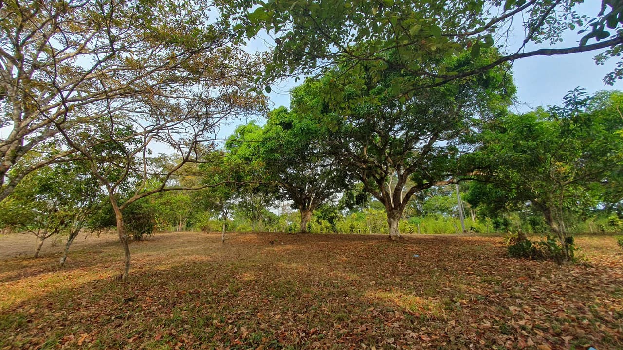 FRUIT TREE PROPERTY FOR SALE: Home Construction Site For Sale in San Isidro del General - photo 22