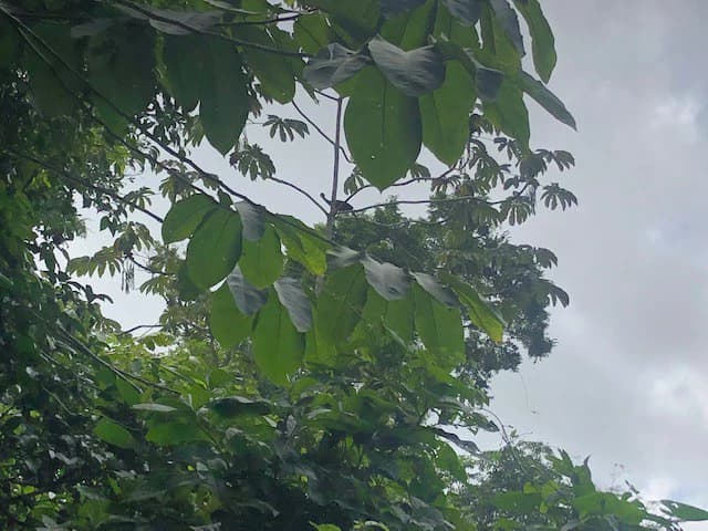 Hot and Cold Thermal Springs for Sale – Beautiful Property in Dos Ríos, Alajuela with Excellent Commercial Potential - photo 38