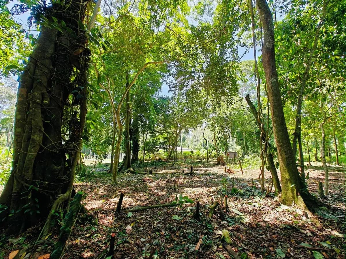 ID 879: Lot 5 - 2237 sqm Creekside Titled Lot Near Playa Grande, Cahuita - Old Yard Development