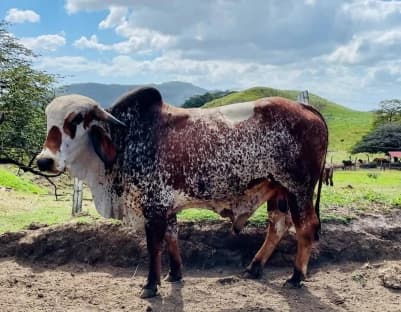 HACIENDA LOMBARDIA : Fully Operating Livestock Business