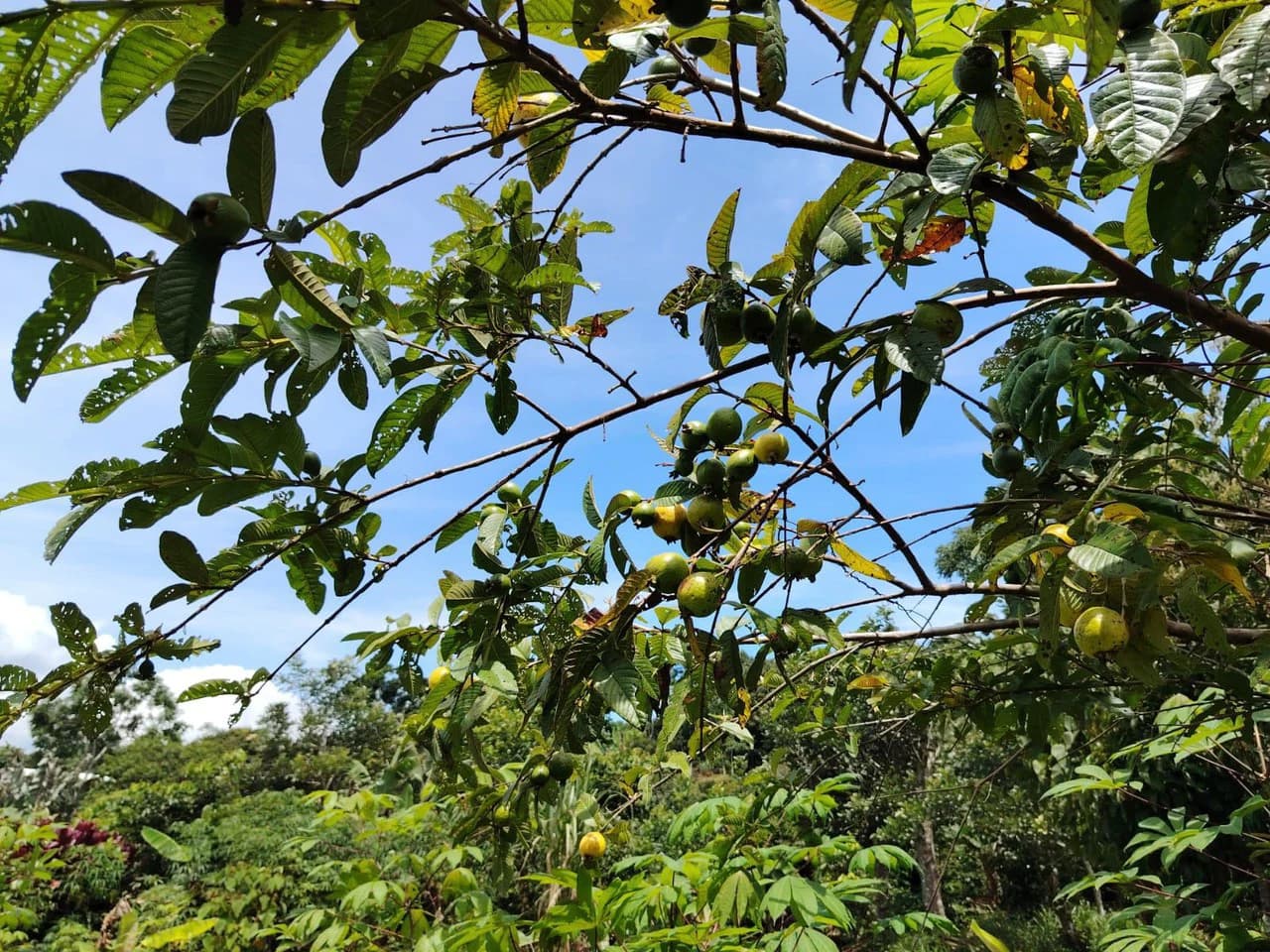 Lote en venta-ubicado en San Juan Bosco, Perez Zeledon: Mountain Home Construction Site For Sale in Daniel Flores