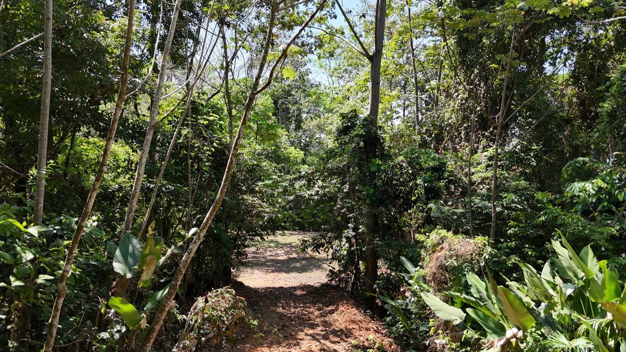 Exceptional Development Opportunity 71 acre Riverfront & Ocean View in Hatillo - photo 24