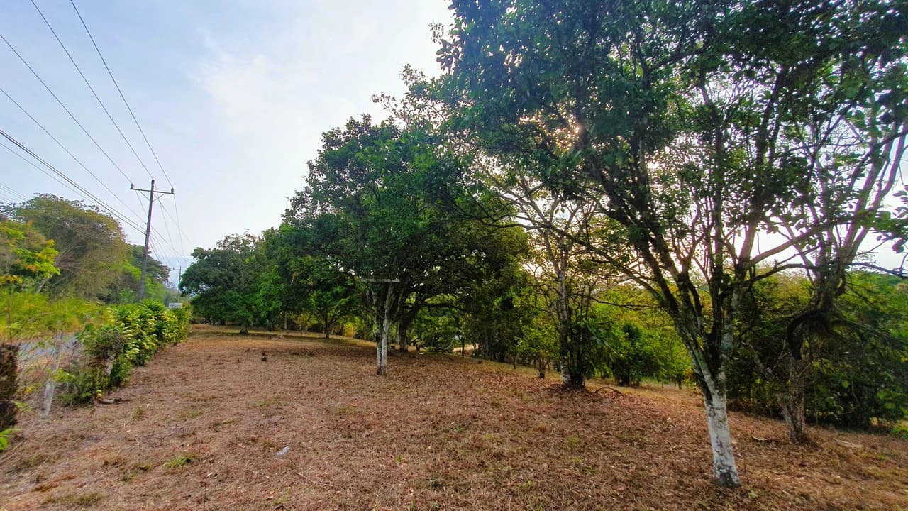 FRUIT TREE PROPERTY FOR SALE: Home Construction Site For Sale in San Isidro del General - photo 29
