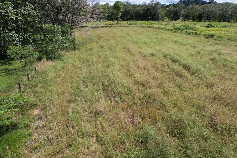 Land For Sale with Excellent Location in La Amapola, Puerto Jimenez - photo 5