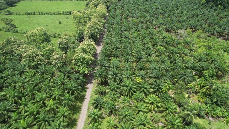 Finca La Palma, Cañaza, Puerto Jiménez