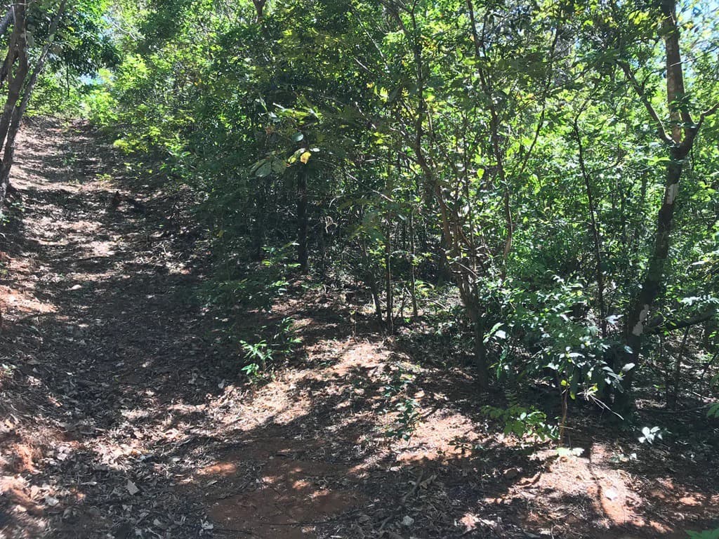 Ocean view farm for sale in the mountains of San Juanillo - photo 16
