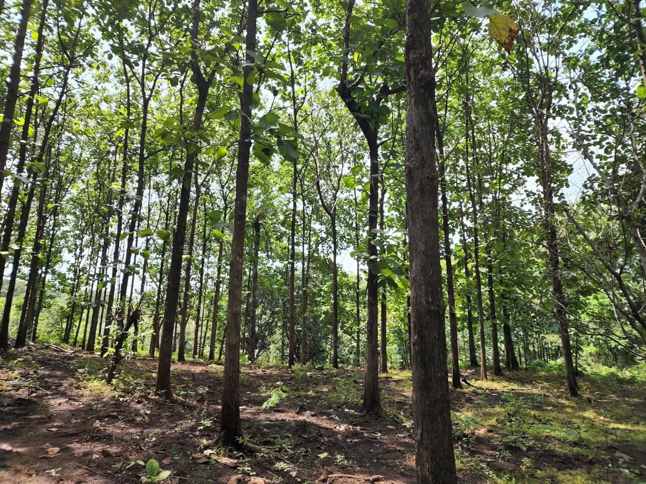 INVEST IN A TEAK PLANTATION FOR 25 YEARS - photo 25