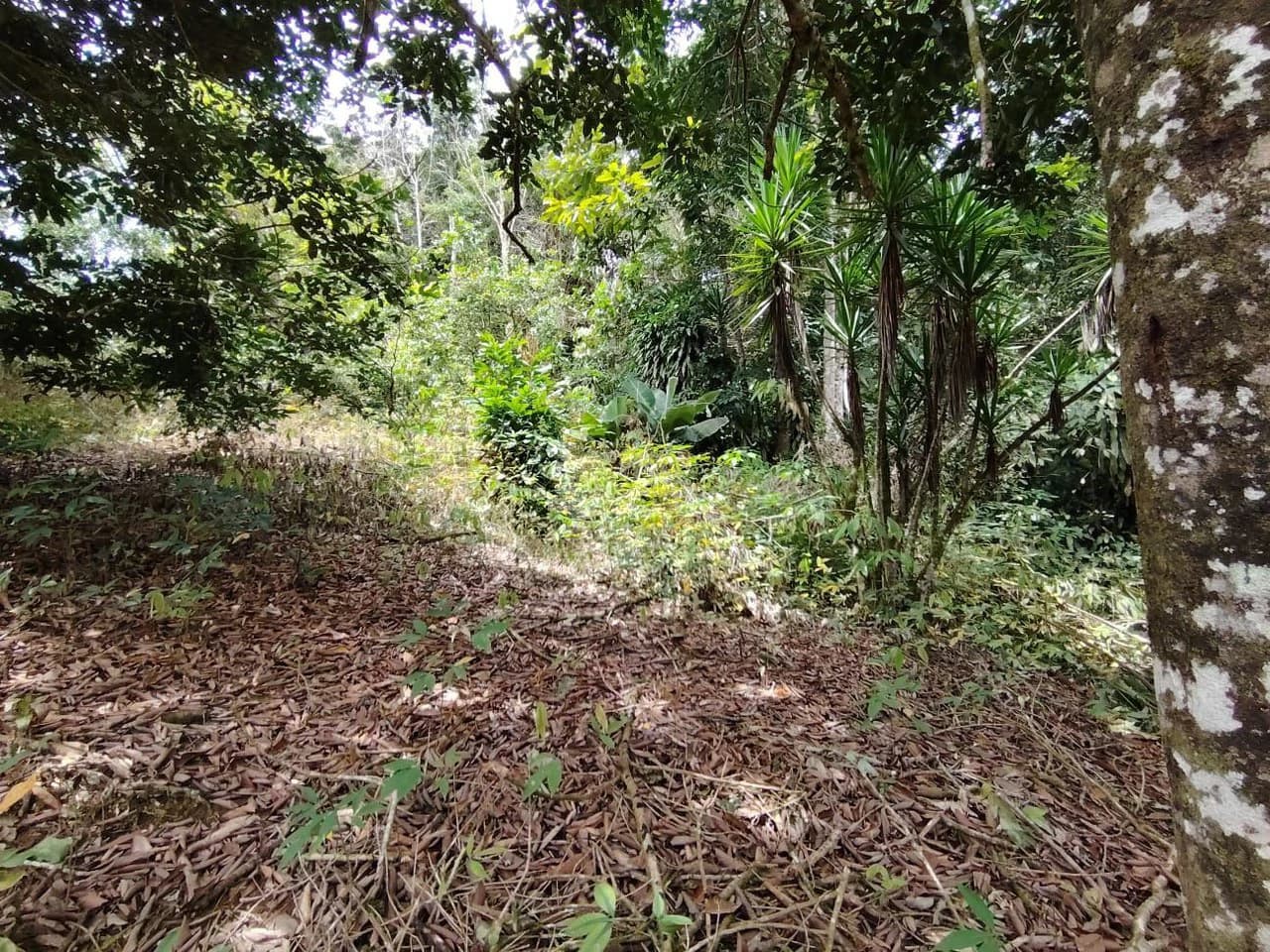 Home Construction Site For Sale in General Viejo - photo 16