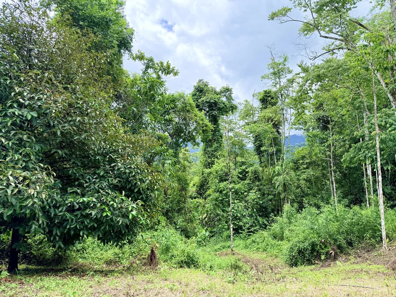 Uvita Development Farm - 40.47 Acres Estate - photo 10