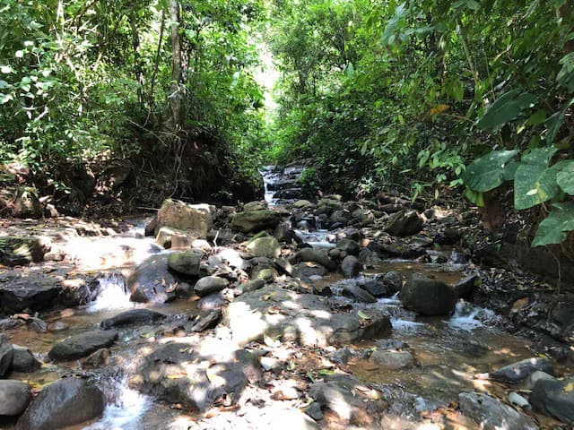 6.5 ACRES – Space To Grow, Build & Thrive, Close To The Beach & Commercial Potential Road Frontage!!!!!: Mountain and Countryside Development Parcel For Sale in Platanillo de Dominical - photo 13