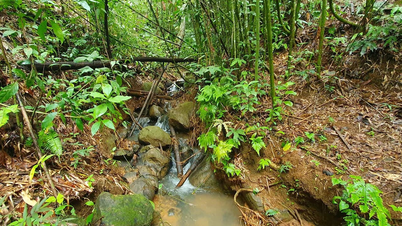 Property #1 with Bamboo Plantation, Development Opportunity (Residential, Hotel, and Industrial). - photo 12