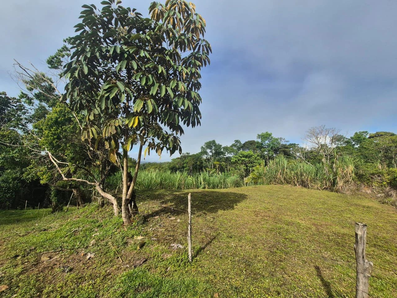 Propiedad en San Blas: Mountain Agricultural Land For Sale in La Linda General Viejo - photo 16