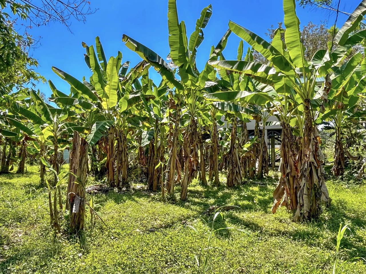 .075 ACRES – 2 Bedroom New Construction Home, Walk to the River, 5min to Playa Matapalo, 15min to Dominical!!!! - photo 29