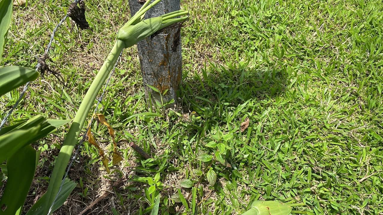 Mountain Agricultural Land For Sale in Bijagua - photo 37