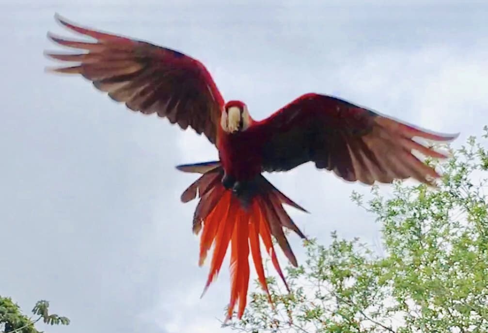 Costa Rica Ecolodge Retreat: TURNKEY COSTA RICA ECOLODGE & WELLNESS RETREAT | 28 ACRES + 5 GUEST CABINS | 45 MINUTES FROM LA FORTUNA - photo 32