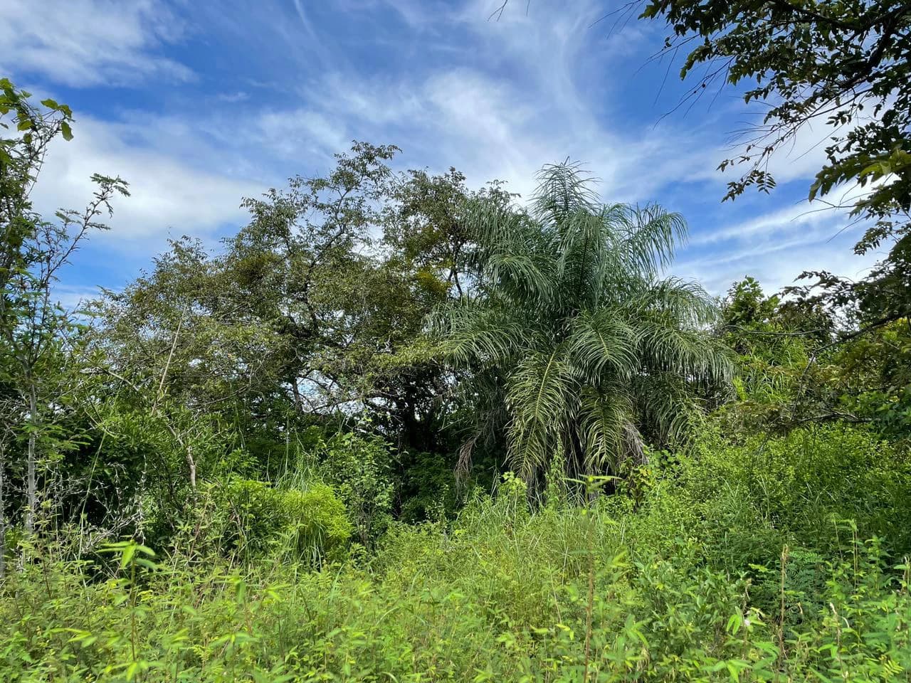 Airport Liberia Top commercial location huge property for sale - photo 6