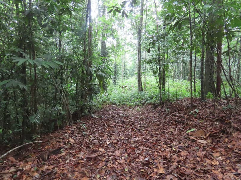 34-Acres of Forest For Sale in Riyito de Puerto Jimenez - photo 18