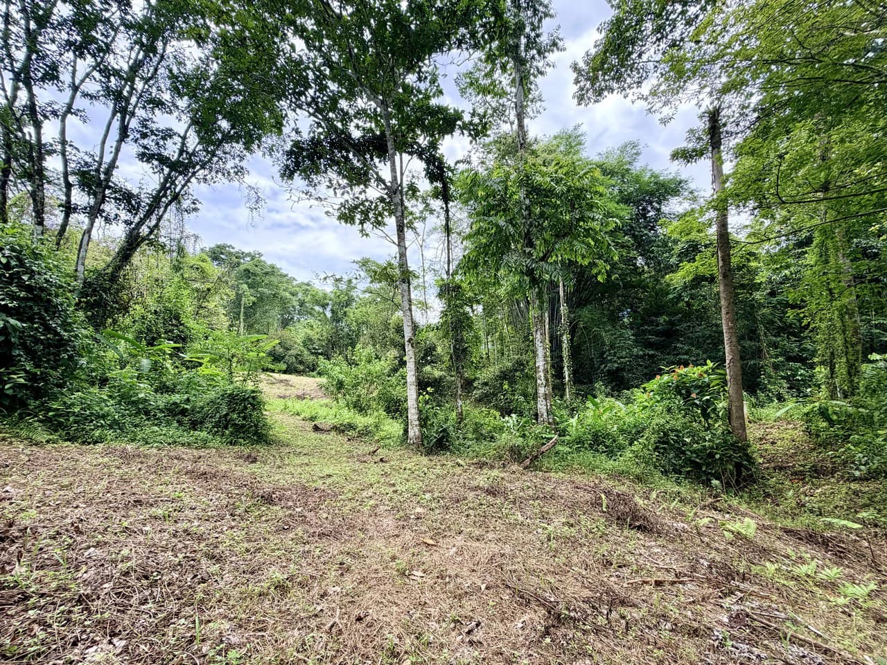 Uvita Development Farm - 40.47 Acres Estate - photo 4