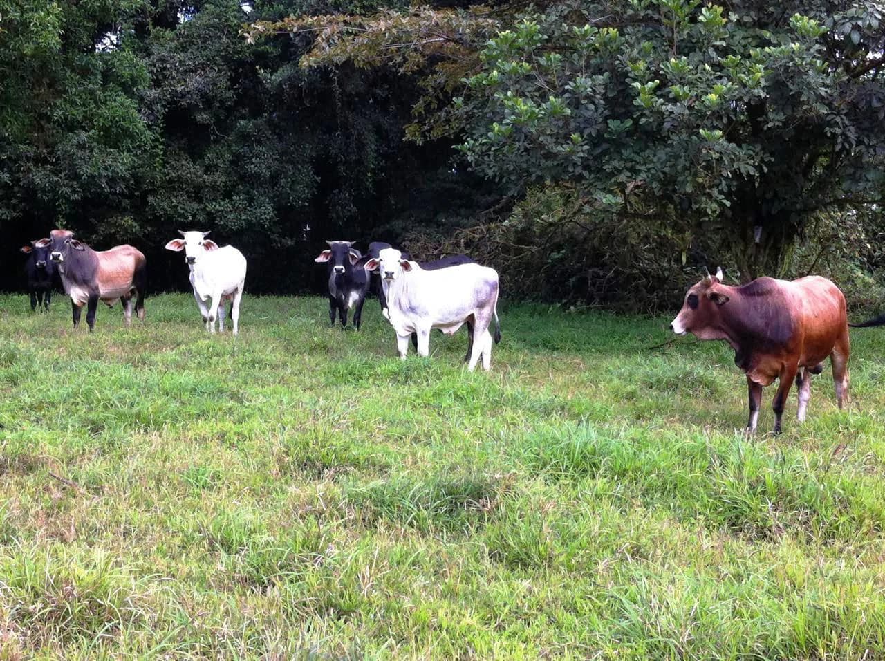 RINCON DEL PATO - Hobby Farmers delight