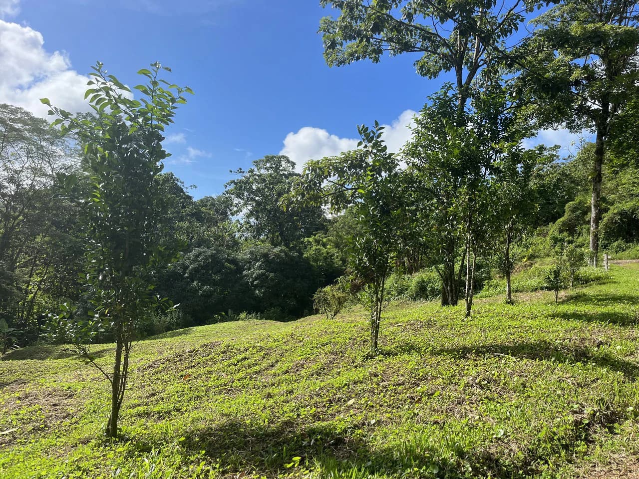 SPECTACULAR ECOLOGICAL MOUNTAIN FARM IN BIJAGUAL DE TURRUBARES - photo 26