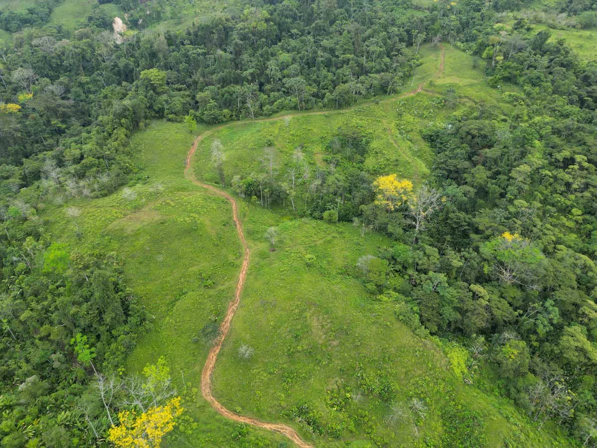 Fire Sale Farm with Ocean View | Piedras Blancas, Osa Peninsula - photo 5