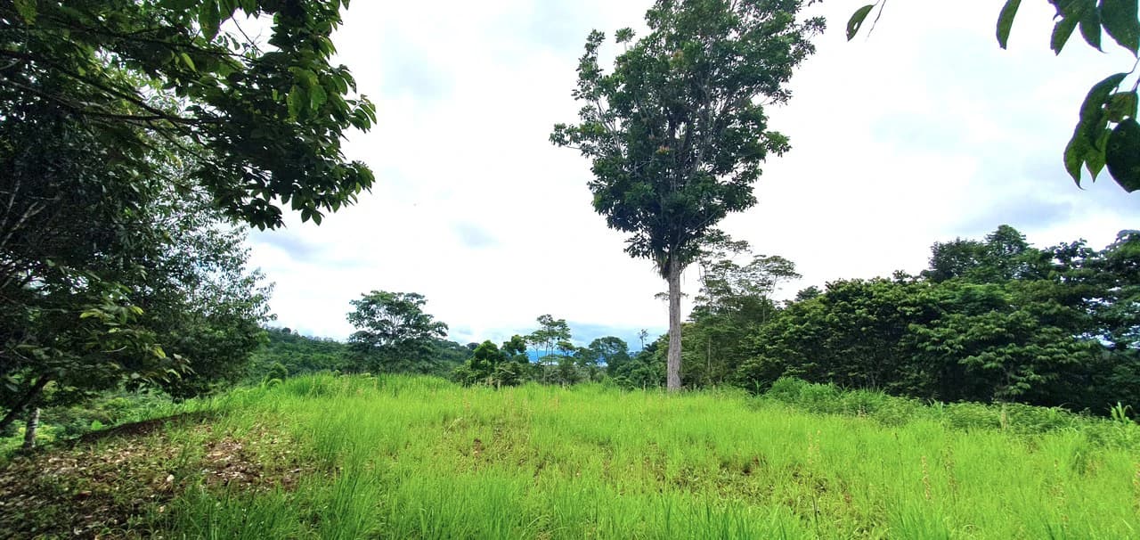 GULF VIEW PROPERTY IN PUERTO JIMENEZ, COSTA RICA - photo 2