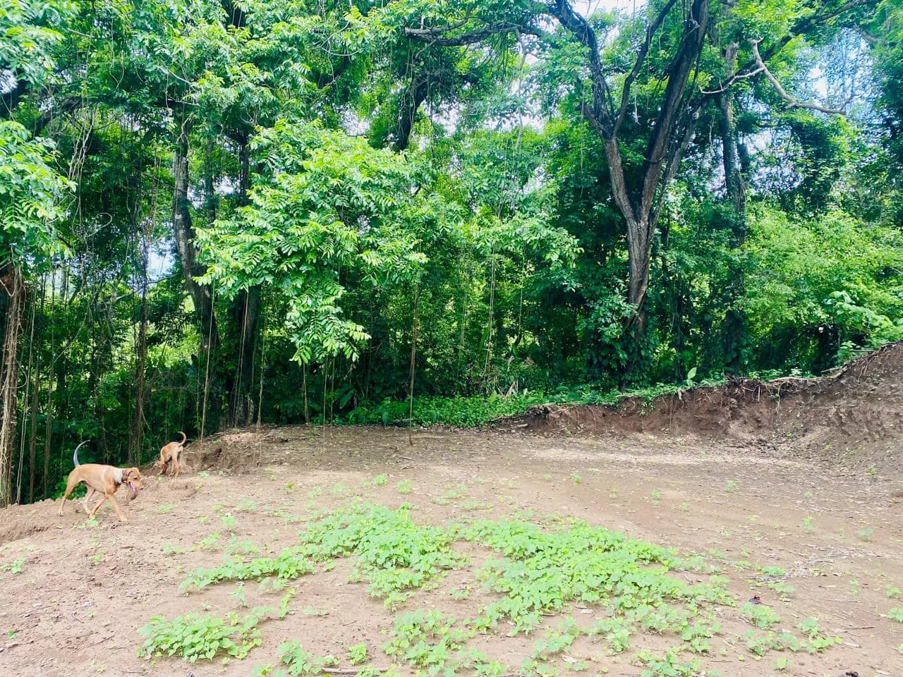 Enchanting 9,800 m² Land Surrounded by Jungle and Nature: A Peaceful Retreat Near Santa Teresa, Mal País, and Cabuya - photo 6