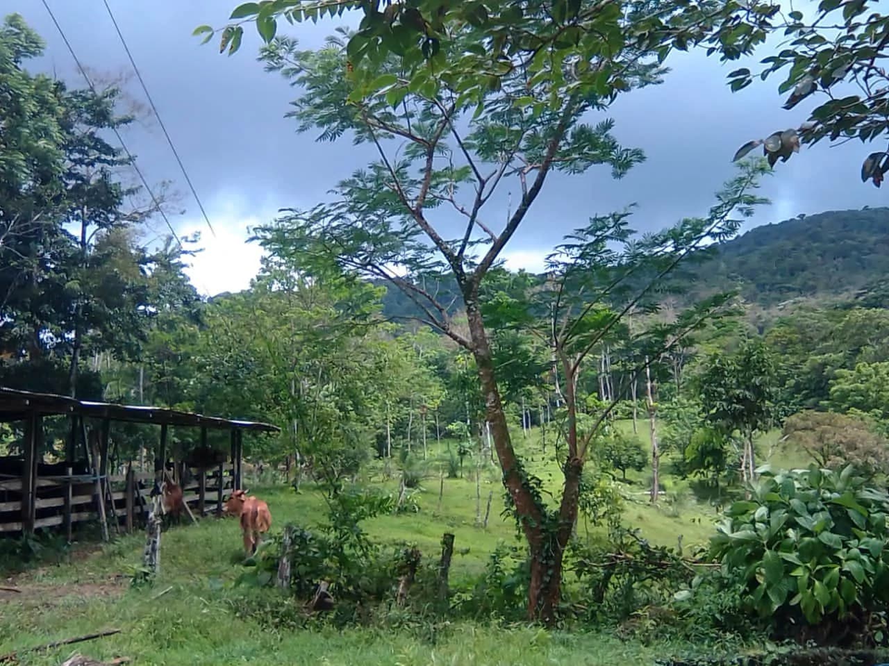 Cattle farm for sale in Aguas Claras with 1 corral and enchanting views - photo 14