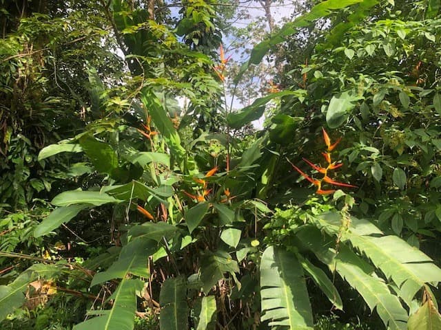 Hot and Cold Thermal Springs for Sale – Beautiful Property in Dos Ríos, Alajuela with Excellent Commercial Potential - photo 2