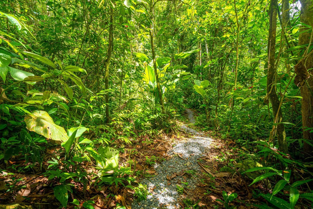 Amazing Mountain View and Ocean View House and Guest House on 4.5 Acres of land in Ojochal - photo 40