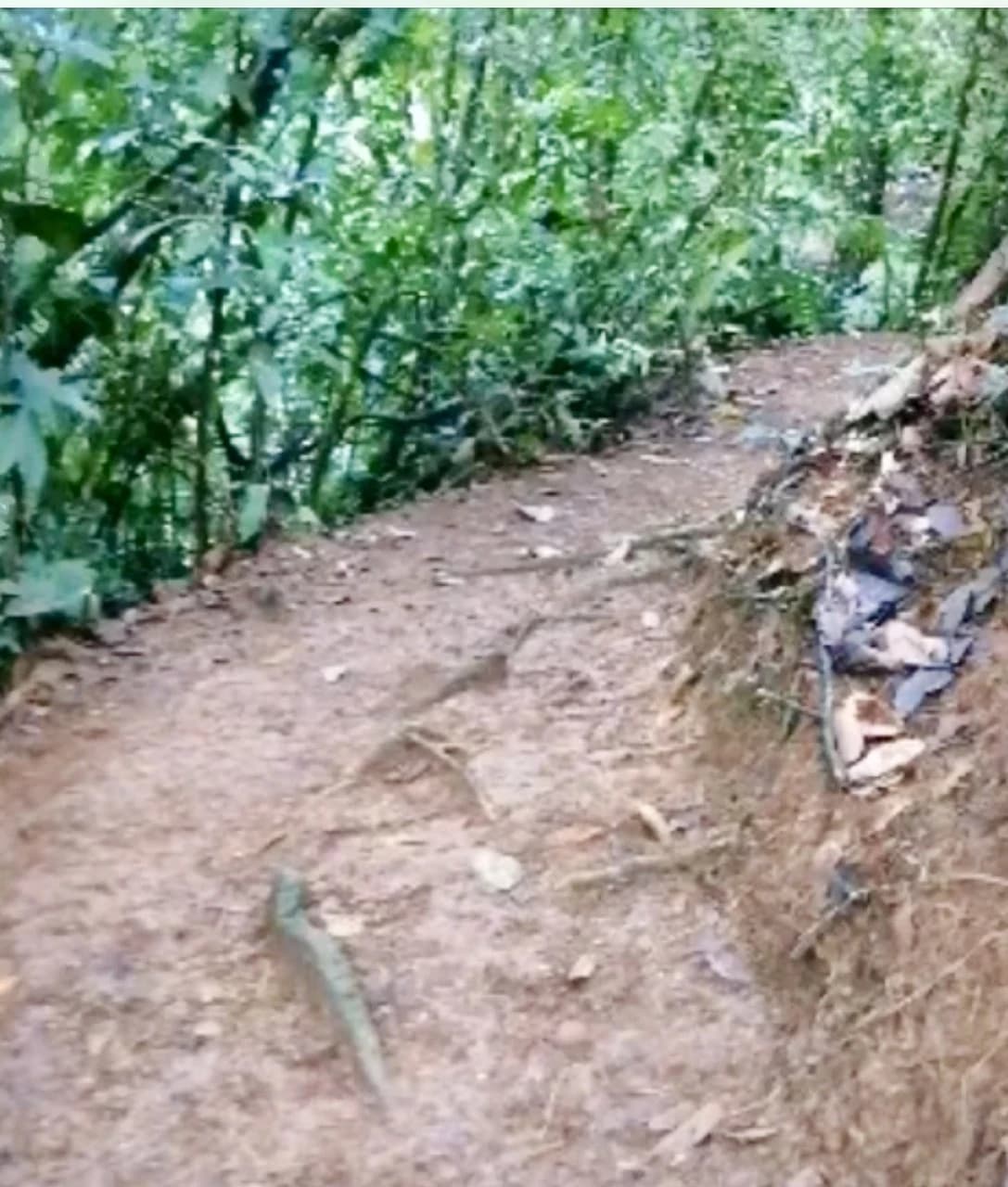 4.82 Acres Near La Fortuna, Costa Rica | Home + River + Vacation Rental Potential - photo 8