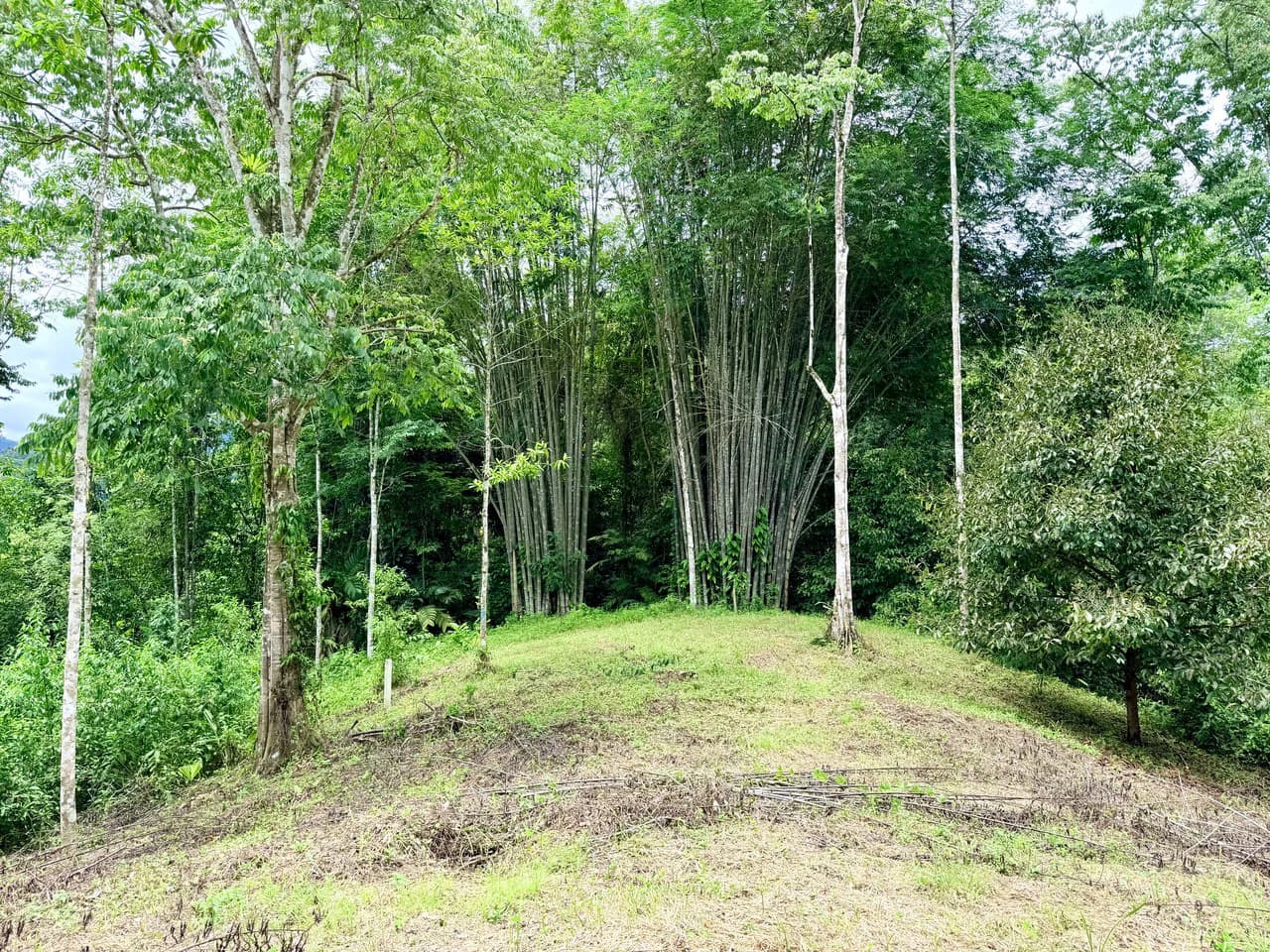 Uvita Development Farm - 40.47 Acres Estate - photo 12