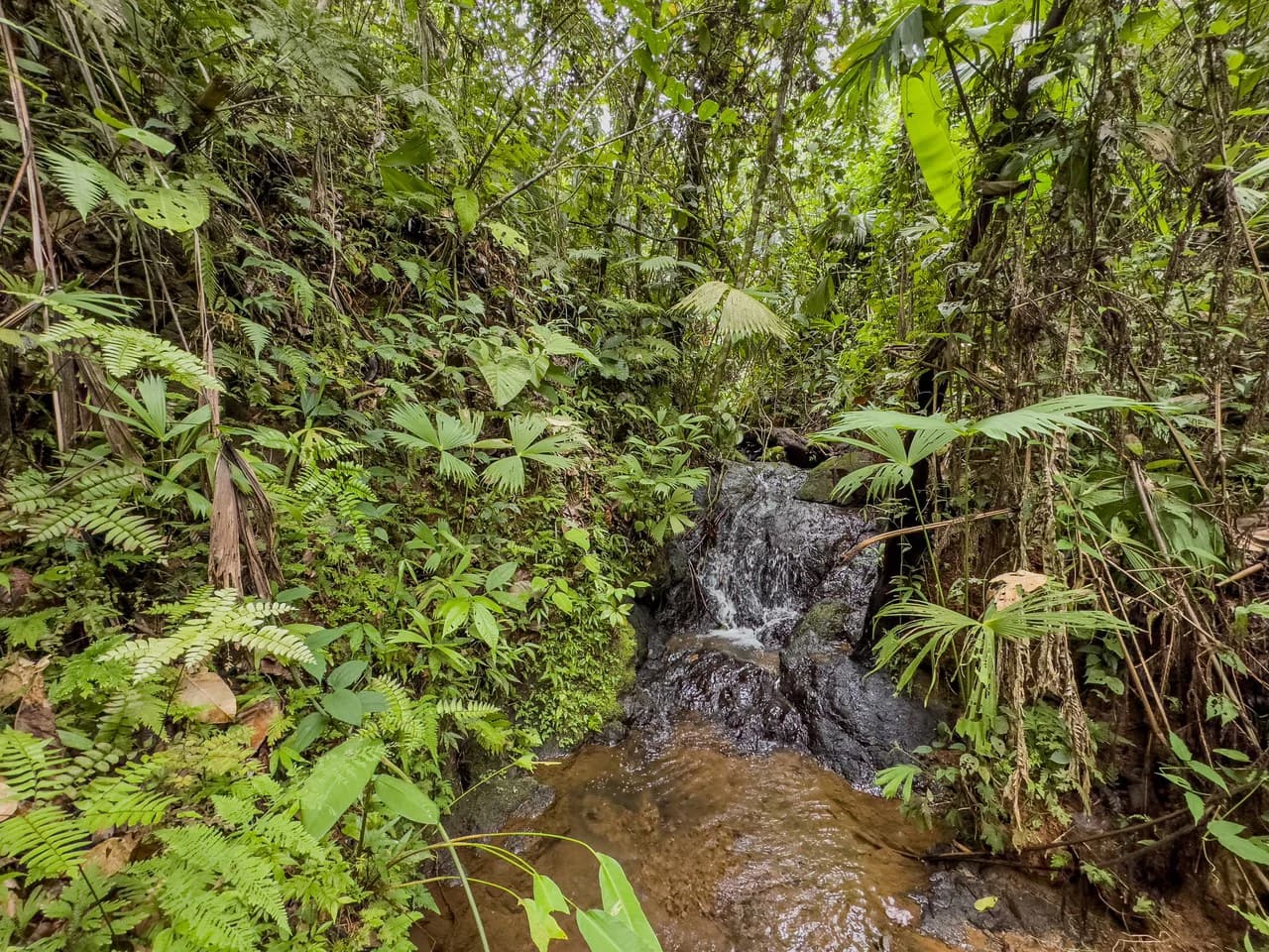 Costa Rican Gem with Conservation Potential: Preserve 26 Acres of Pristine Land - photo 2