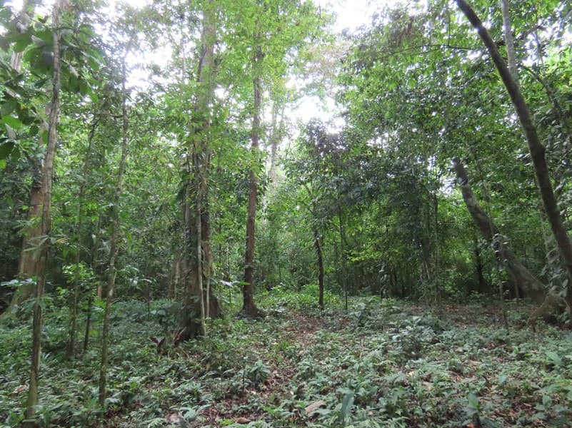 0.25 Acres Lots For Sale in La Amapola, Puerto Jimenez on Highway-245 - photo 15