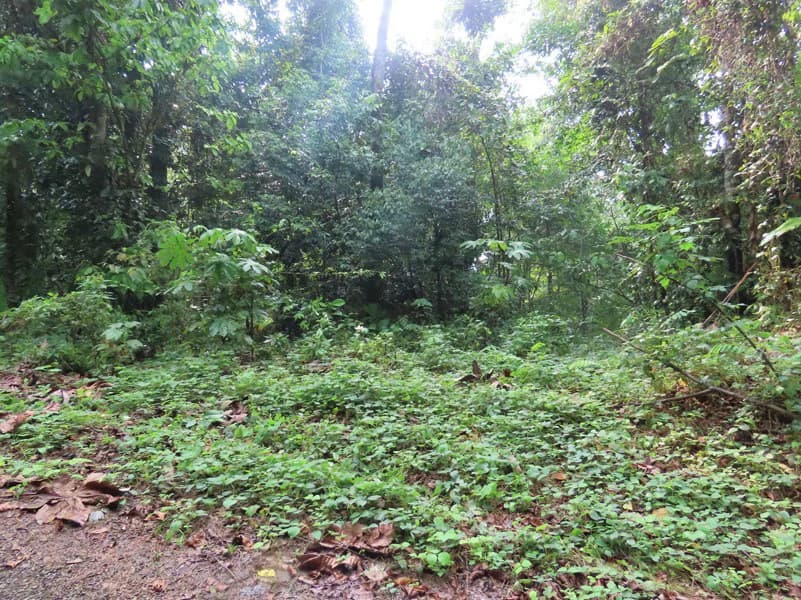 34-Acres of Forest For Sale in Riyito de Puerto Jimenez - photo 7