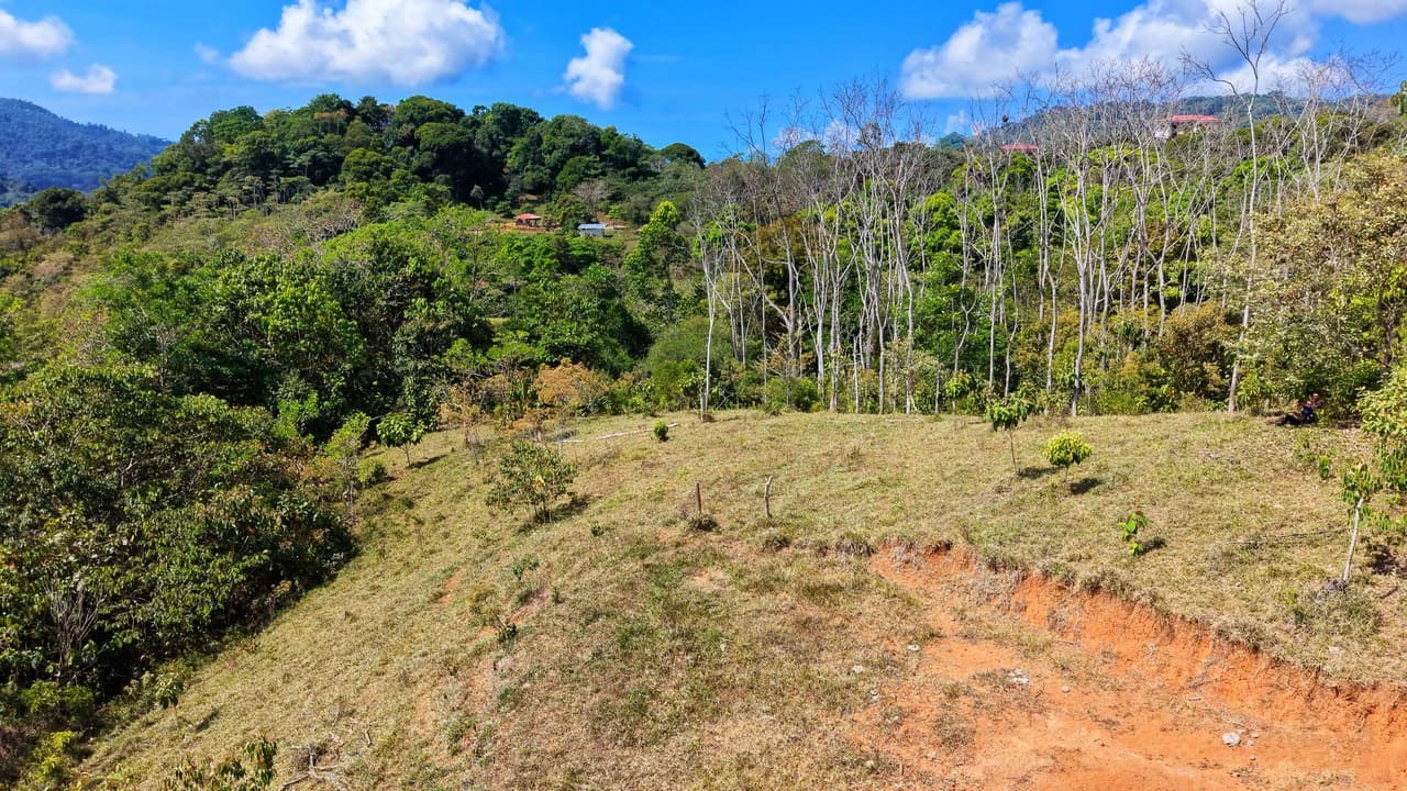 2.8 HA FARM FOR SALE IN SAN LUIS DE MORETE | MOUNTAIN VIEWS AND NEAR THE OCEAN - photo 14