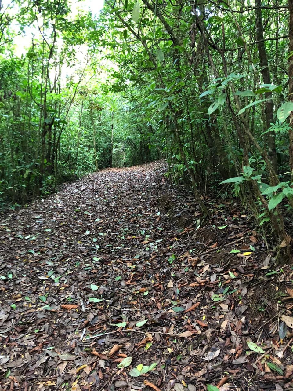 Spectacular 72.44 acres: Costa Rica Nature Estate | Private Waterfall, River, Home & Spectacular Views | Near La Fortuna - photo 8