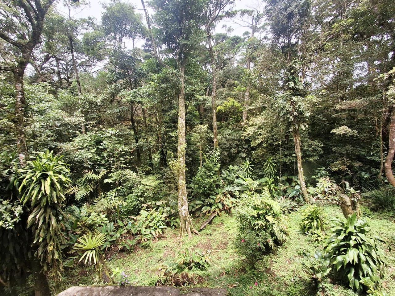 Casa Monte Verde: A LUXURY RAINFOREST HOME - photo 7