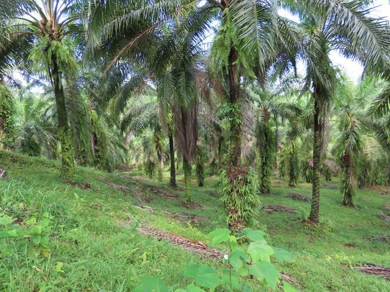 Palm Farm with Ocean View, Ideal for Ecotourism or Residential Development - photo 5