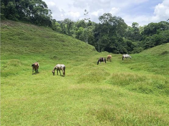 Serene Jungle Farm in Limon Province - photo 63