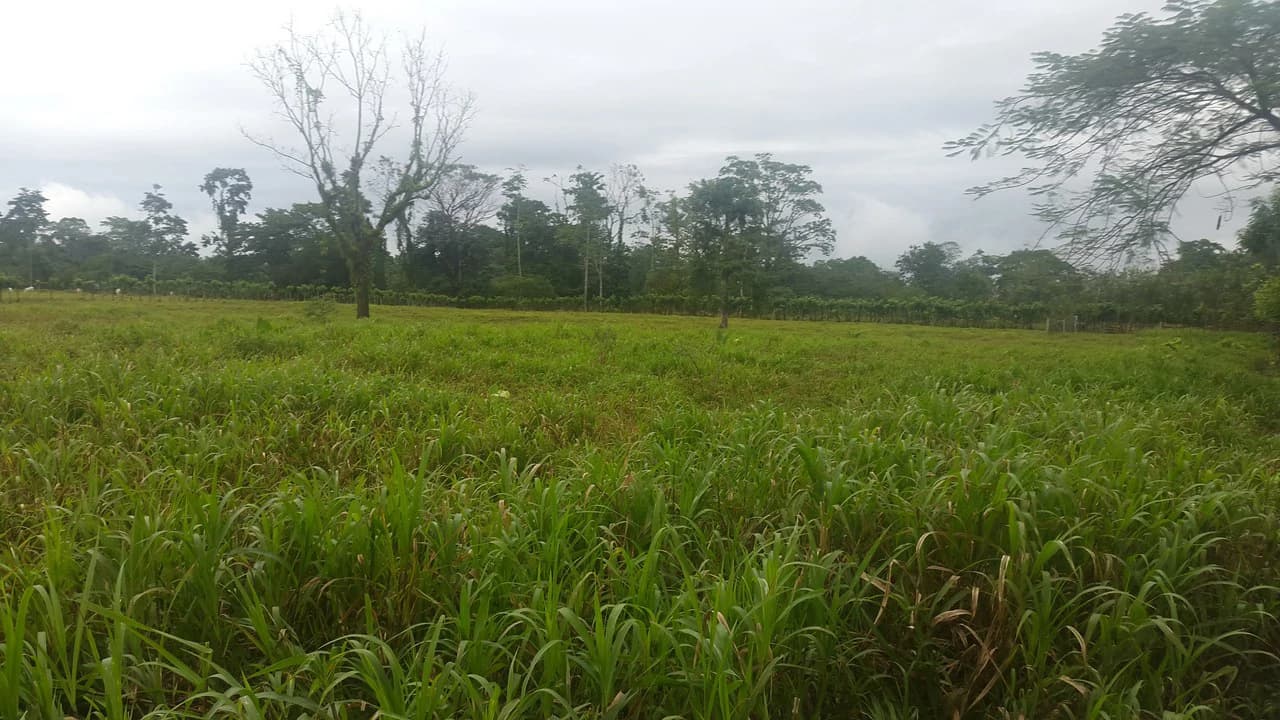 Countryside Development Parcel For Sale in Cariari - photo 5